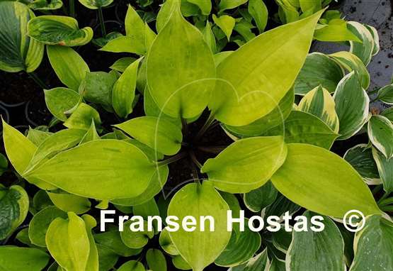 Hosta Paradise in the Sun